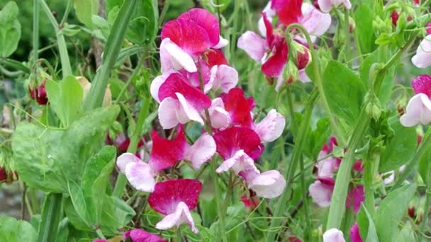 Caperucita Roja Lathyrus Odoratus Guisante Dulce Rojo Blanco Ambientado Jardín — Vídeos de Stock