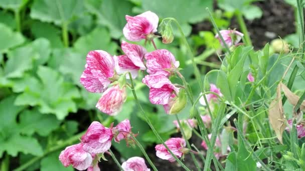 Lathyrus Odoratus Ameryka Słodki Groszek Zestaw Angielskim Ogrodzie — Wideo stockowe