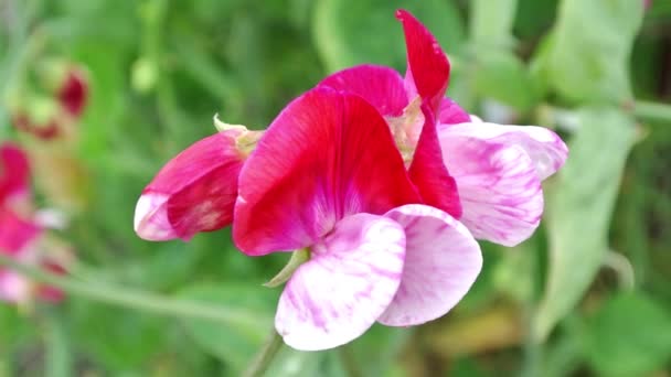 Lathyrus Odoratus Kleine Rode Manege Rood Met Witte Zoete Erwt — Stockvideo