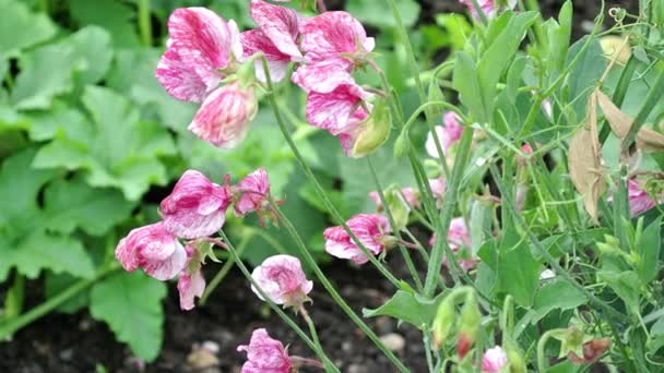 Lathyrus Odoratus Ameryka Słodki Groszek Zestaw Angielskim Ogrodzie — Wideo stockowe