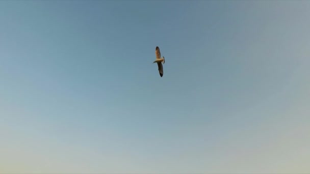 Vogels Voeden Lake Boot Snelheid Reizen Myanmar Inle Slow Motion — Stockvideo