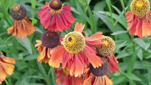 Helenium Sahin Early Flowerer Produceert Een Medley Van Tinten Met — Stockvideo