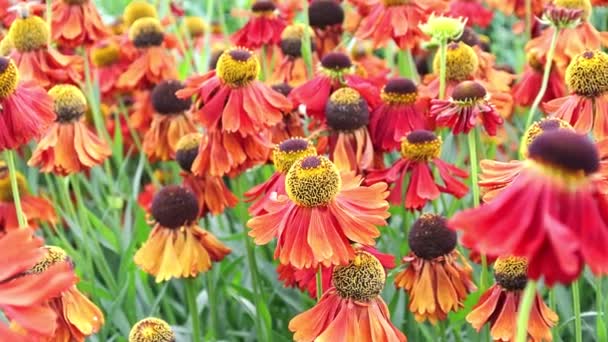 Helenyum Şahin Çiçeği Bronz Kırmızı Tomurcuklardan Sarı Tomurcuklara Kadar Uzanan — Stok video
