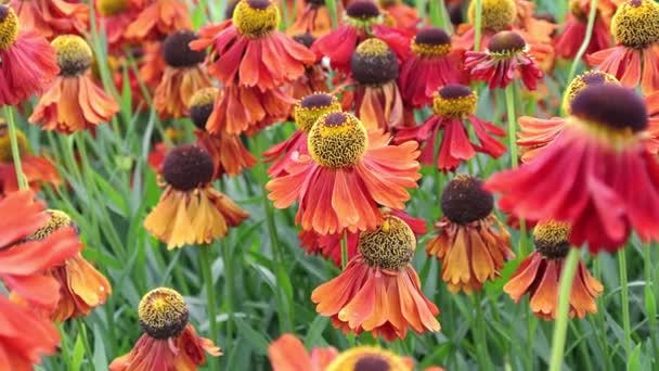 Helenyum Şahin Çiçeği Bronz Kırmızı Tomurcuklardan Sarı Tomurcuklara Kadar Uzanan — Stok video