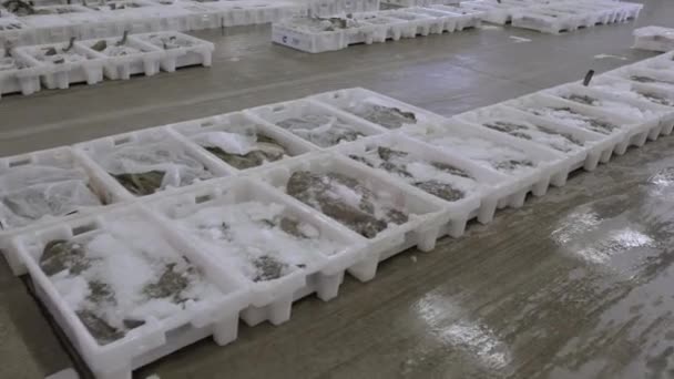 Ψάρι Φρέσκο Συσκευασμένο Πάγο Πλαστικά Δοχεία Μέσα Στην Ψαραγορά Του — Αρχείο Βίντεο