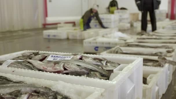 Čerstvě Ulovené Tresky Tmavé Ležící Bílých Plastových Nádobách Trhu Rybami — Stock video