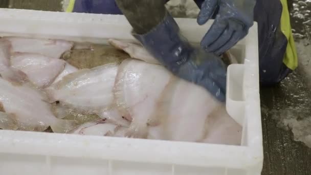 Fresh Plaice Being Sorted Hands Wearing Blue Rubber Gloves Fraserburgh — Stock Video