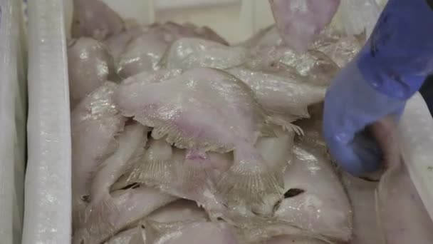 Fresh Plaice Being Sorted Hands Wearing Blue Rubber Gloves Fraserburgh — Stock Video