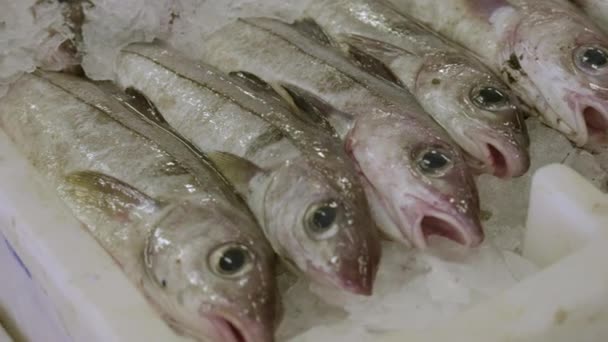 Großaufnahme Von Frisch Gefangenem Pollack Weißen Plastikcontainern Auf Dem Fischmarkt — Stockvideo