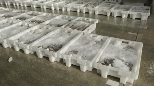 Pescado Fresco Envasado Hielo Contenedores Plástico Listo Para Subasta Mercado — Vídeos de Stock