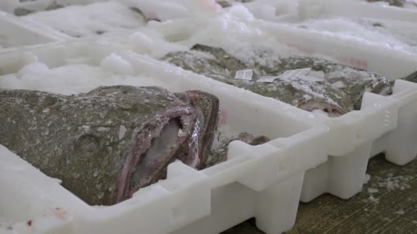 Čerstvý Mořský Ďas Balený Ledu Plastových Nádobách Trhu Rybami Přístavu — Stock video