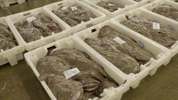 Φρέσκα Ψάρια Monkfish Παρατάσσονται Πλαστικά Δοχεία Έτοιμα Για Δημοπρασία Στο — Αρχείο Βίντεο