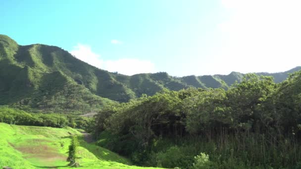 Bosque Bambú Medio Valle Con Montañas Fondo — Vídeos de Stock
