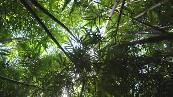 Pohled Nahoru Bambusový Les Krásnými Liniemi Vytvořenými Bambusem — Stock video