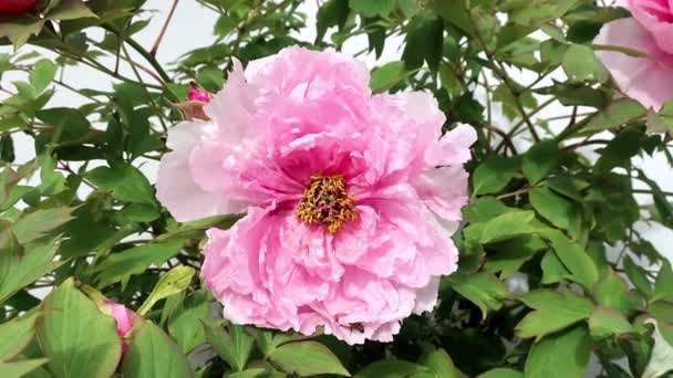 Les Pivoines Arbres Roses Sont Des Arbustes Robustes Longue Durée — Video