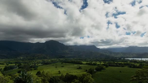 カウアイ島の緑の谷を牛の放牧地としてタイムラプス — ストック動画
