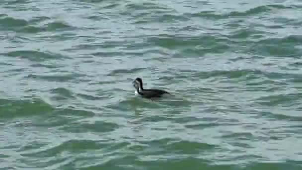 Patos Nadando Contra Riacho — Vídeo de Stock