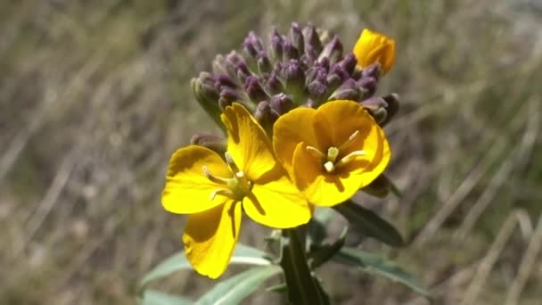 Eine Mauerblümchen Aus San Franciso Beginnt April Der Wüste Blühen — Stockvideo