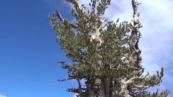 Drzewo Wally Waldron 1500 Letnie Drzewo Siedzące Tuż Pod Szczytem — Wideo stockowe