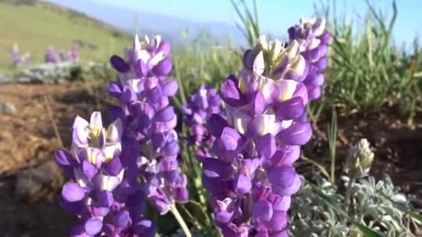 Lupine Bloom Blowing Wind Desert — Stock Video