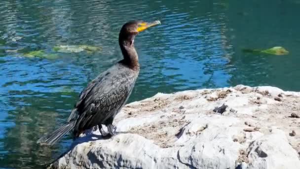 Cormorão Descansando Dia Ensolarado Rocha Com Almofadas Lírio Flutuando Rio — Vídeo de Stock