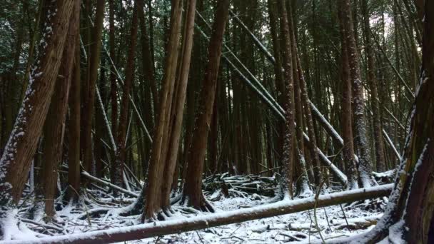 Statische Weitwinkelaufnahme Von Tiefen Wäldern Und Frischem Schneefall Einem Alten — Stockvideo