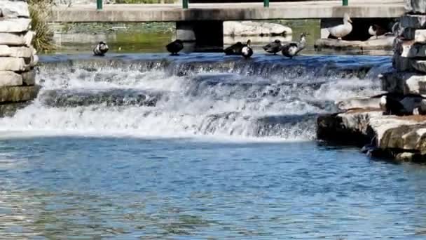 Weir Cascading Air Menyusuri Sungai Pemandangan Tempat Wisata Kota — Stok Video