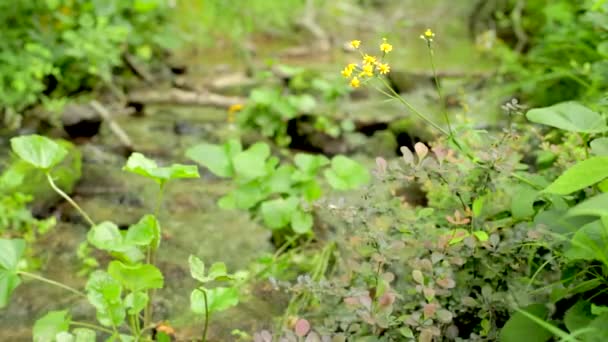 Gelbe Blume Und Grün Vor Sanftem Bach — Stockvideo