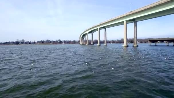 七つの川の橋のふもとで飛んでアヒルと一緒に水の上にスキミングロークローズアップショット — ストック動画