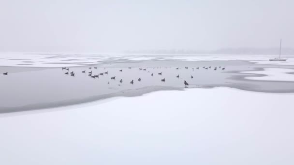 吹雪の中 凍った川に座っているガチョウやアヒルの空中ショットを近くに飛んでいます 背景には冷凍帆船が座っている — ストック動画