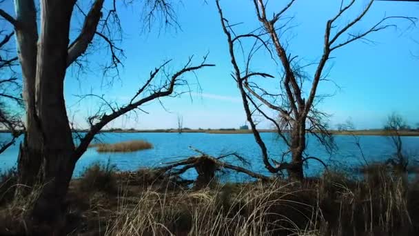 Temná Pohádka Nízký Vzdušný Výstřel Pohybující Mezi Mrtvými Stromy Přes — Stock video