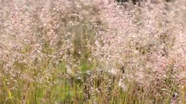Rüzgarda Savrulan Buğday Çivileri Tarımın Arka Planı Için Mükemmel — Stok video