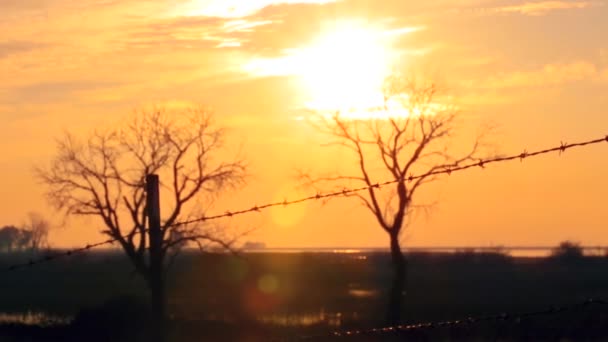 Lugnt Orange Himmel Solnedgång Med Silhuett Två Döda Träd Från — Stockvideo