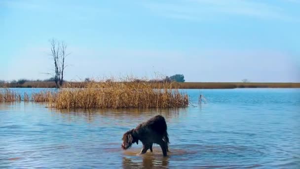 Injured German Pointer Wire Hair Playfully Limps Chases His Own — Stock Video