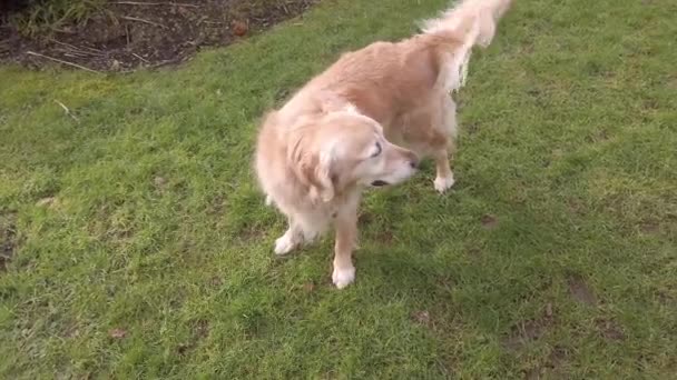 Golden Retriever Dog Enjoying Playing Garden — Stock Video