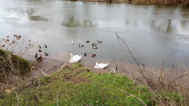 春天里 罗斯在河边和鸭子天鹅在一起 — 图库视频影像