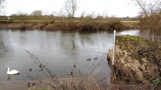 Ross Wye Por Río Principios Primavera Con Patos Cisnes — Vídeos de Stock