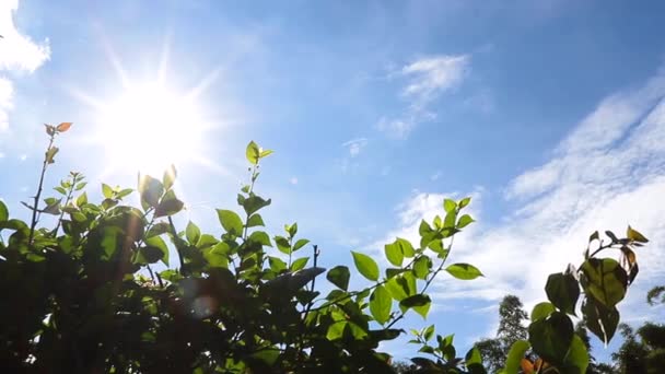 Hintergrund Für Blauen Himmel Und Blätter — Stockvideo