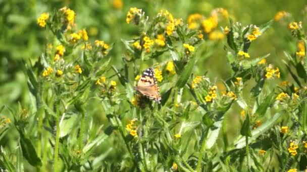 Mariposa Monarca Volando Alrededor Flores Amarillas Desierto California — Vídeo de stock