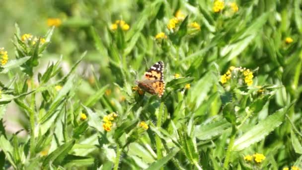 Monarch Butterfly Flying Yellow Flowers Desert California — Stock Video