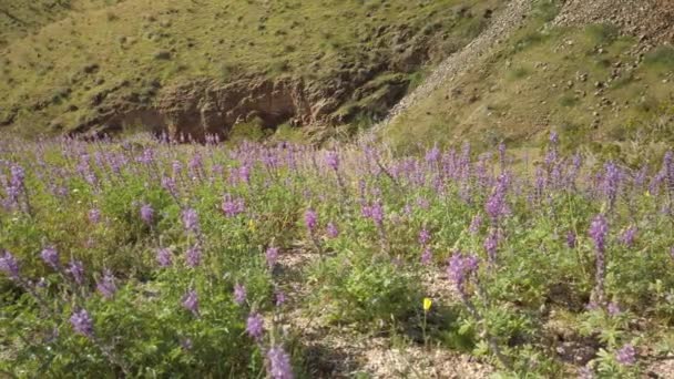 Lupin Ökenblommor Och Monark Fjäril Ett Fält Ovanför Borrego Springs — Stockvideo