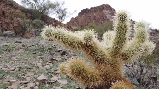 Cerca Una Parte Cactus Cholla Desierto Arizona Con Colinas Rocosas — Vídeos de Stock