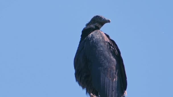 Chiudere Singolo Avvoltoio Nero Seduto Una Macchina Fotografica Albero Superiore — Video Stock