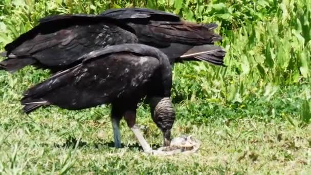 Groupe Vautours Noirs Mangeant Poisson Décomposition Mort Dans Une Zone — Video