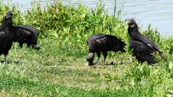 Grupo Buitres Que Comen Pez Muerto Descomposición Una Zona Pantanosa — Vídeos de Stock