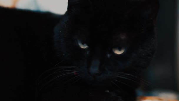 Geheimnisvolle Haloween Aberglaube Schwarze Katze Die Sie Direkt Ansieht Erwachsene — Stockvideo