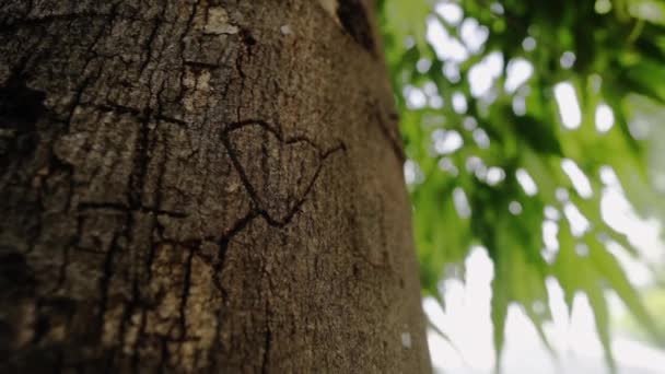 Zbliżenie Zadrapanego Serca Drzewie — Wideo stockowe