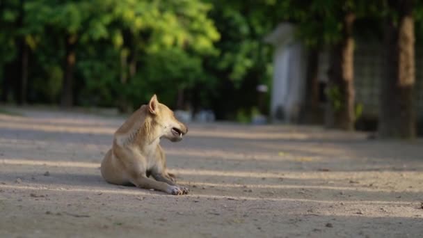 満足した犬がカメラを見て地面に横たわり — ストック動画
