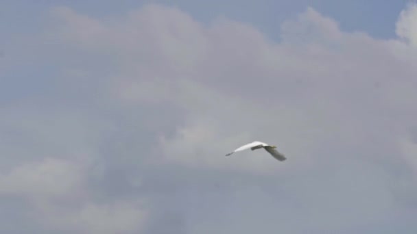 Grue Oiseau Volant Dans Ciel Avec Des Nuages — Video