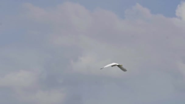 Kranichvogel Fliegt Mit Wolken Den Himmel — Stockvideo